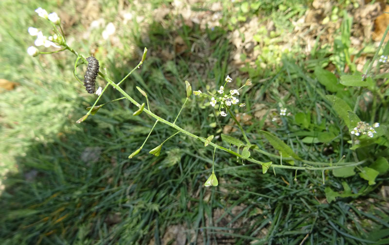 larva di........Galeruca cfr. tanaceti (Chrysomelidae)